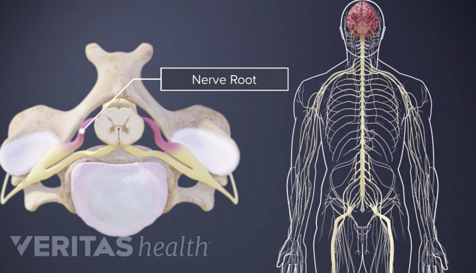 Introduction to Spinal Flow